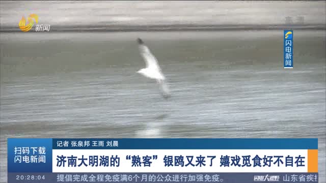 济南大明湖的“熟客”银鸥又来了 嬉戏觅食好不自在
