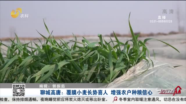 聊城高唐：覆膜小麦长势喜人 增强农户种粮信心