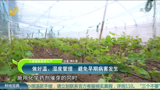 【大棚葡萄春季生产】做好温、湿度管理 避免早期病害发生