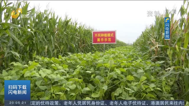 【人勤春来早】“玉米不减产 大豆又白捡”禹城探索玉米大豆带状复合种植模式