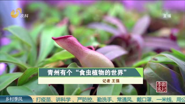 青州有个“食虫植物的世界”