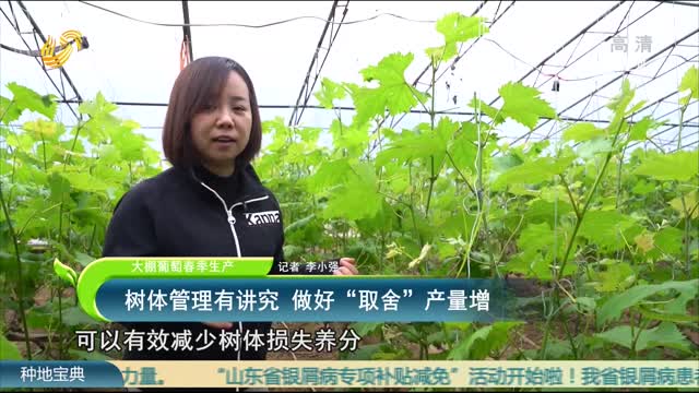 【大棚葡萄春季生产】树林管理有讲究 做好“取舍”产量增