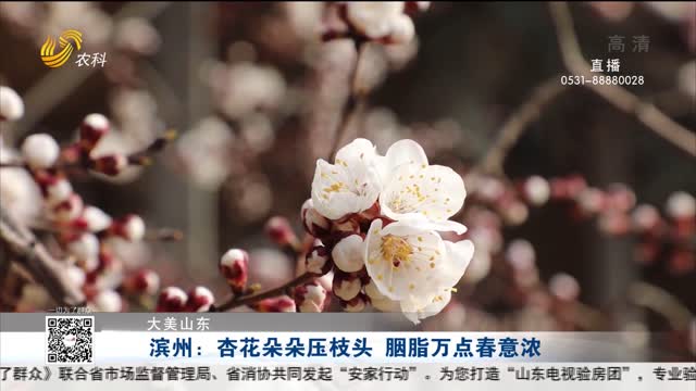 【大美山东】滨州：杏花朵朵压枝头 胭脂万点春意浓
