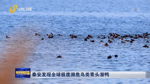 泰安发现全球极度濒危鸟类青头潜鸭