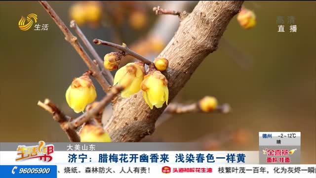 【大美山东】济宁：腊梅花开幽香来 浅染春色一样黄