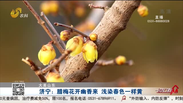 【大美山东】济宁：腊梅花开幽香来 浅染春色一样黄