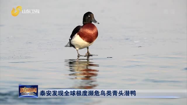 泰安发现全球极度濒危鸟类青头潜鸭