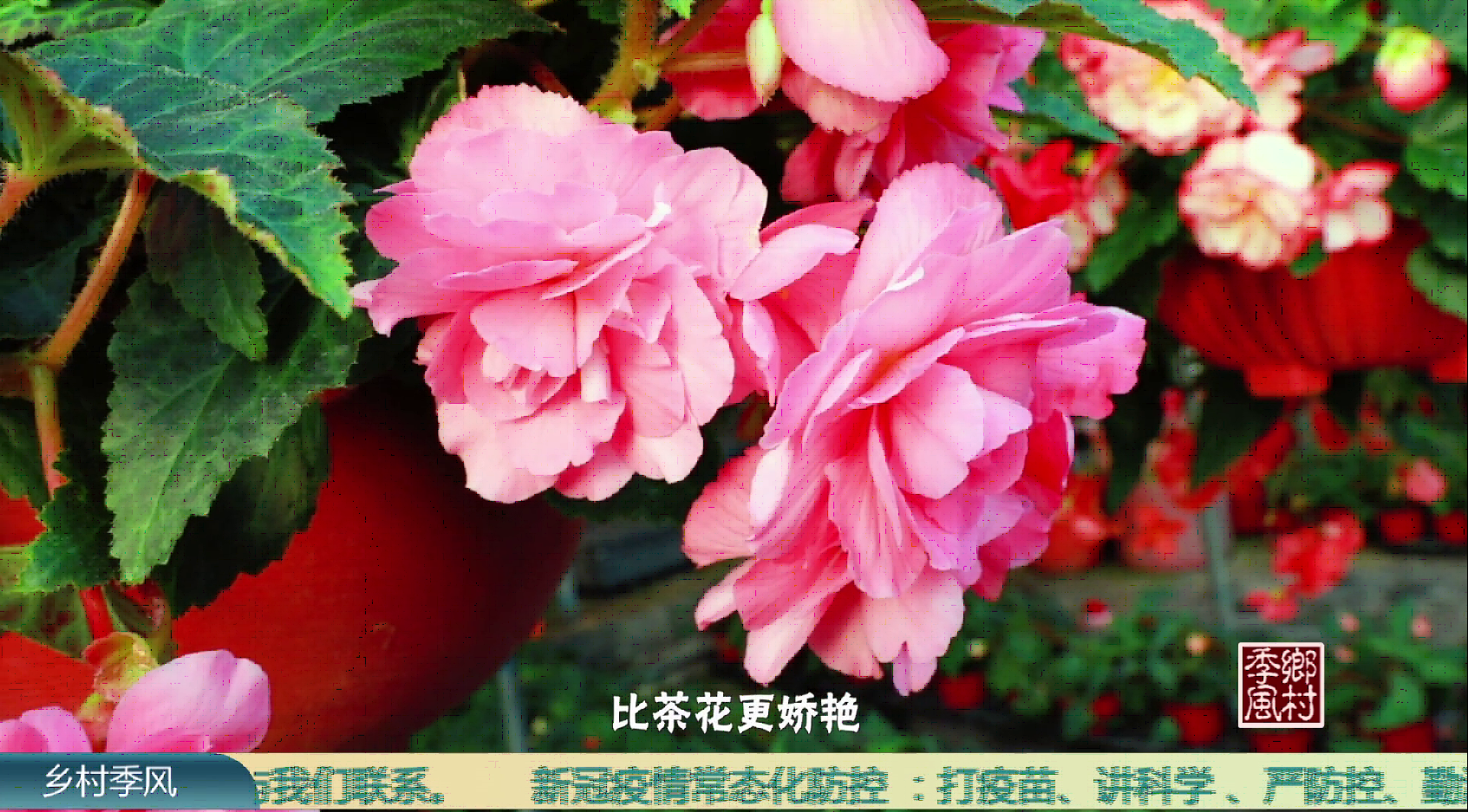 【好品山东】球根秋海棠 浪漫四季的花