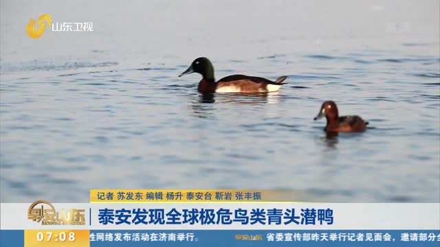 泰安发现全球极危鸟类青头潜鸭