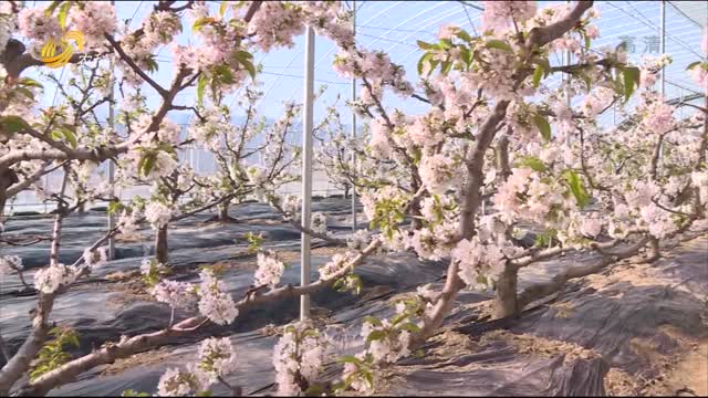 威海温室大棚桃花