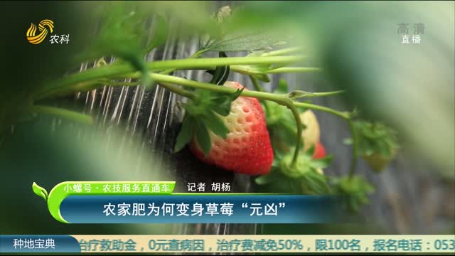 【小螺号·农技服务直通车】农家肥为何变身草莓“元凶”