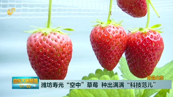 潍坊寿光“空中”草莓 种出满满“科技范儿”