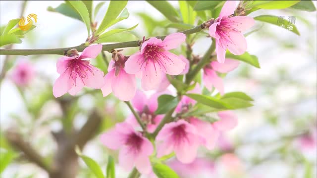 烟台龙口：温室大棚内粉红桃花挂满枝头