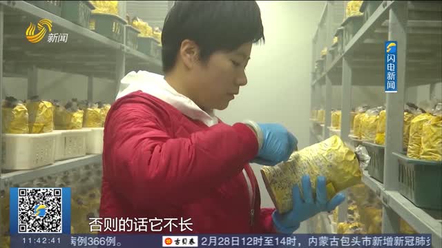 【好品山东】临清：发展特色桑黄产业 打响“中国桑黄之都”品牌