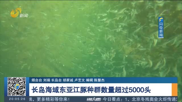 长岛海域东亚江豚种群数量超过5000头