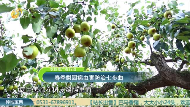 【农技推广在行动】春季梨园病虫害防治七步曲