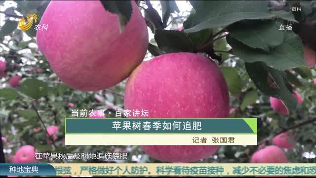 【当前农事·百家讲坛】苹果树春季如何追肥