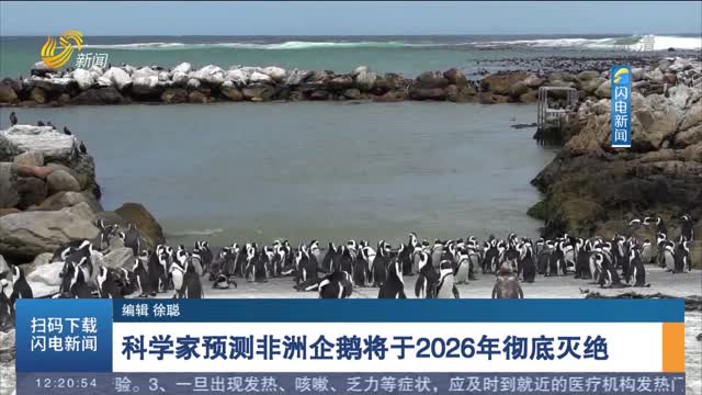 科学家预测非洲企鹅将于2026年彻底灭绝