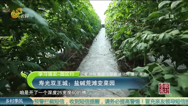 【学习强农-园区行】寿光双王城：盐碱荒滩变菜园