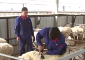 3月6日《山东援疆》发展湖羊养殖 助力乡村振兴