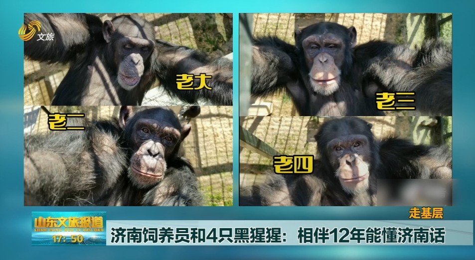 济南饲养员和4只黑猩猩 相伴12年能懂济南话