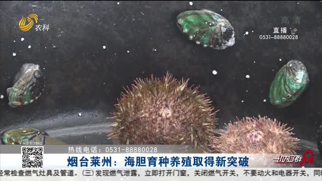 烟台莱州：海胆育种养殖取得新突破
