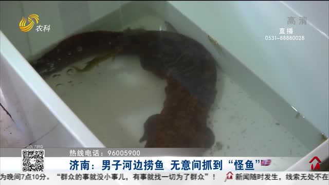 济南：男子河边捞鱼 无意间抓到“怪鱼”