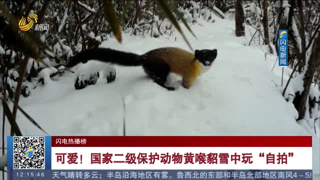 【闪电热播榜】可爱！国家二级保护动物黄喉貂雪中玩“自拍”
