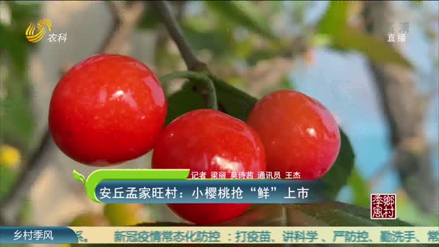安丘孟家旺村：小樱桃抢“鲜”上市