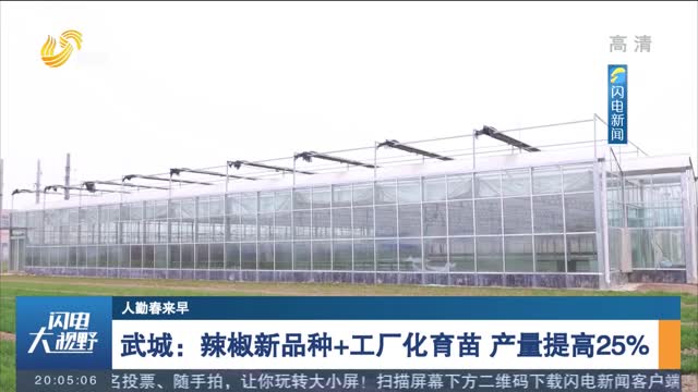 【人勤春来早】武城：辣椒新品种+工厂化育苗 产量提高25%