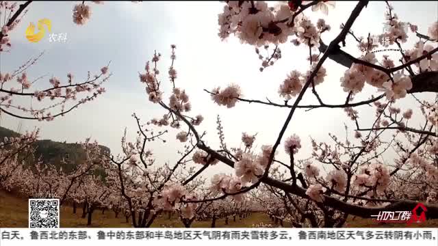 邹城：千亩杏花开 描绘春景图