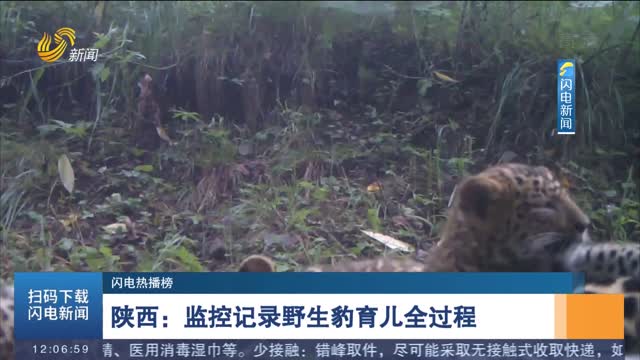 陕西：监控记录野生豹育儿全过程