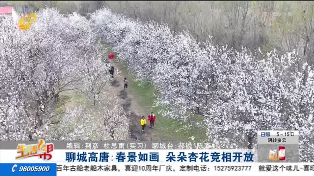聊城高唐：春景如画 朵朵杏花竞相开放