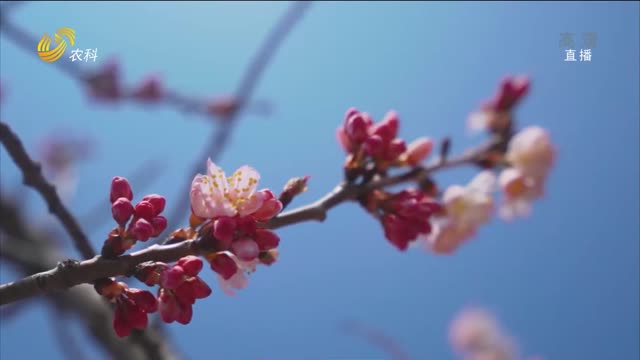 日照五莲：漫山的樱桃花竞相绽放