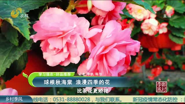 【学习强农-好品推荐】球根秋海棠 浪漫四季的花