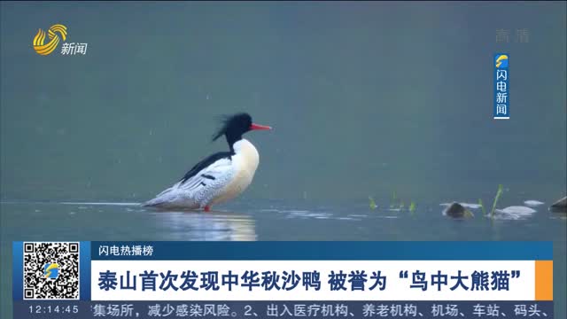 【闪电热播榜】泰山首次发现中华秋沙鸭 被誉为“鸟中大熊猫”