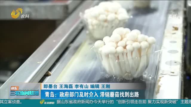 【战疫情 促生产】青岛：政府部门及时介入 滞销蘑菇找到出路
