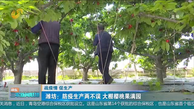 【战疫情 促生产】潍坊：防疫生产两不误 大棚樱桃果满园