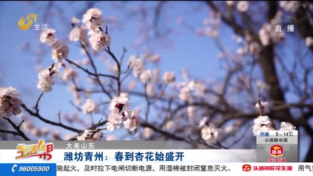 【大美山东】潍坊青州：春到杏花始盛开