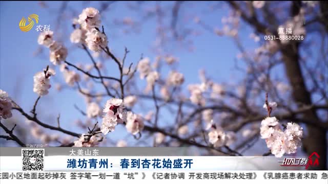 【大美山东】潍坊青州：春到杏花始盛开