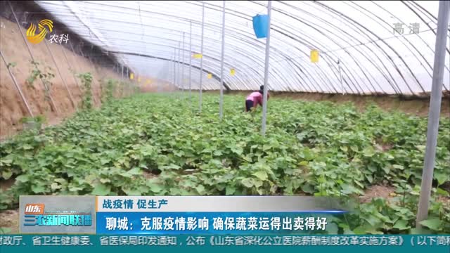 【战疫情 促生产】聊城：克服疫情影响 确保蔬菜运得出卖得好