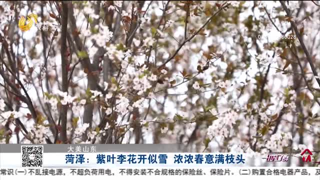 【大美山东】菏泽：紫叶李花开似雪 浓浓春意满枝头
