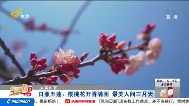 【大美山东】日照五莲：樱桃花开香满园 最美人间三月天