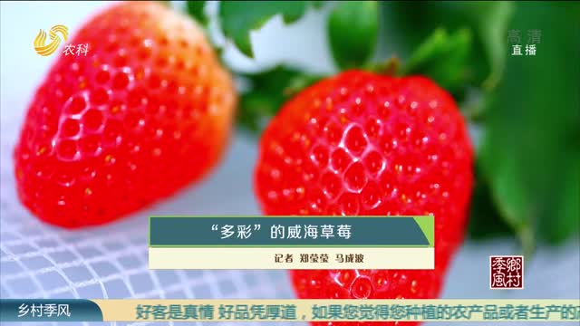 “多彩”的威海草莓