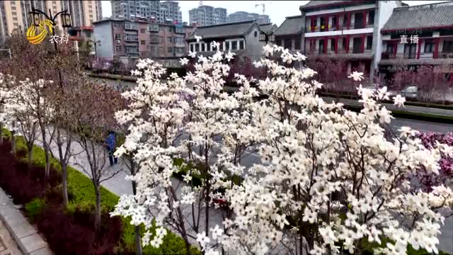 青州：春风和暖 玉兰花竞相开放