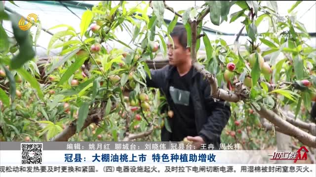 冠县：大棚油桃上市 特色种植助增收