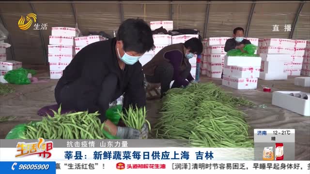 【抗击疫情 山东力量】莘县：新鲜蔬菜每日供应上海 吉林