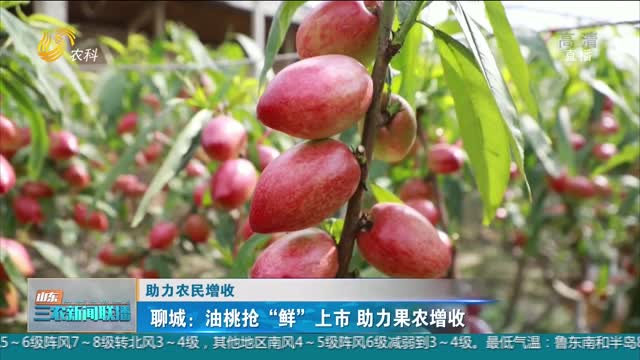 【助力农民增收】聊城：油桃抢“鲜”上市 助力果农增收