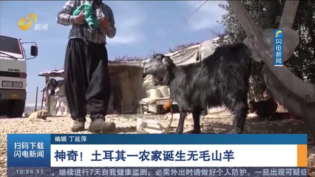 神奇！土耳其一农家诞生无毛山羊