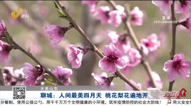 【大美山东】聊城：人间最美四月天 桃花梨花遍地开